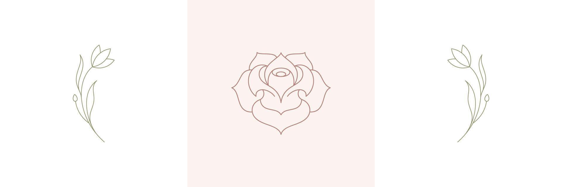 Rose tender natural blossom and twigs with blooming flower in boho linear style illustrations set. vector