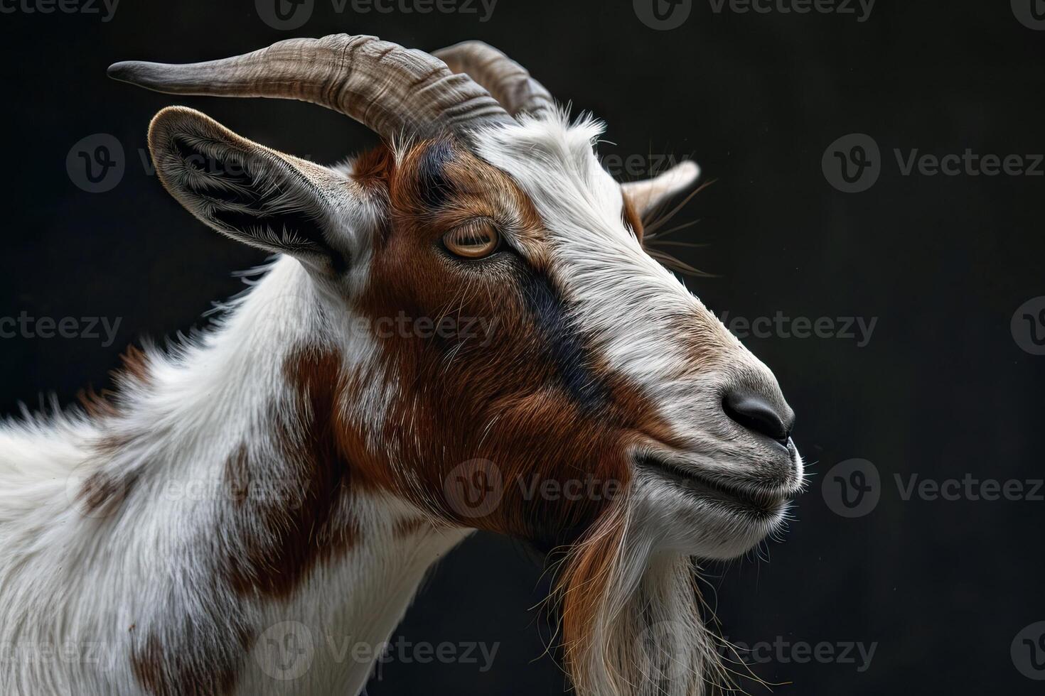 Popular South African Boer goat breed for meat and milk. photo