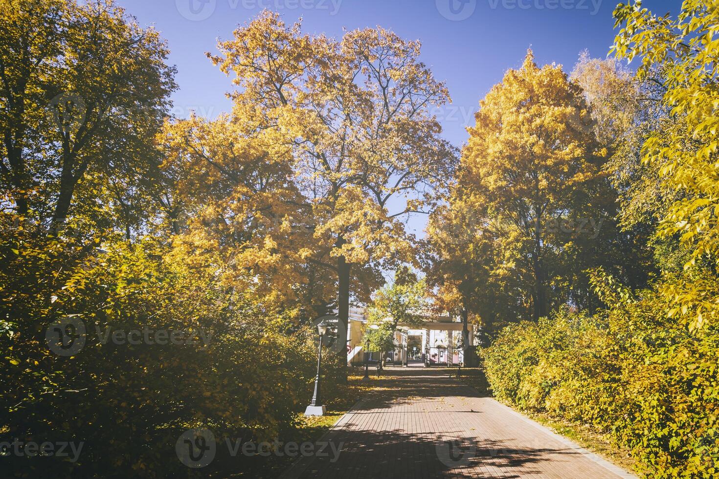 Leaf fall in the city park in autumn with maples. Landscape with maples and other trees. Vintage film aesthetic. photo