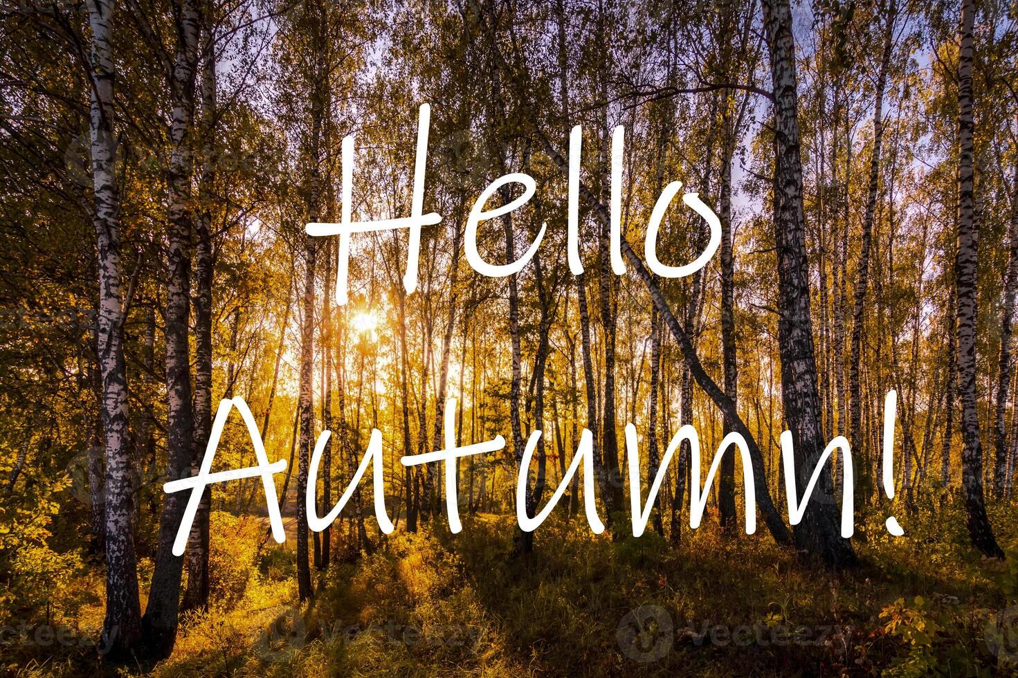 The words Hello Autumn on the background of birch forest with golden leaved. Greeting card. The concept of the beginning of autumn. photo