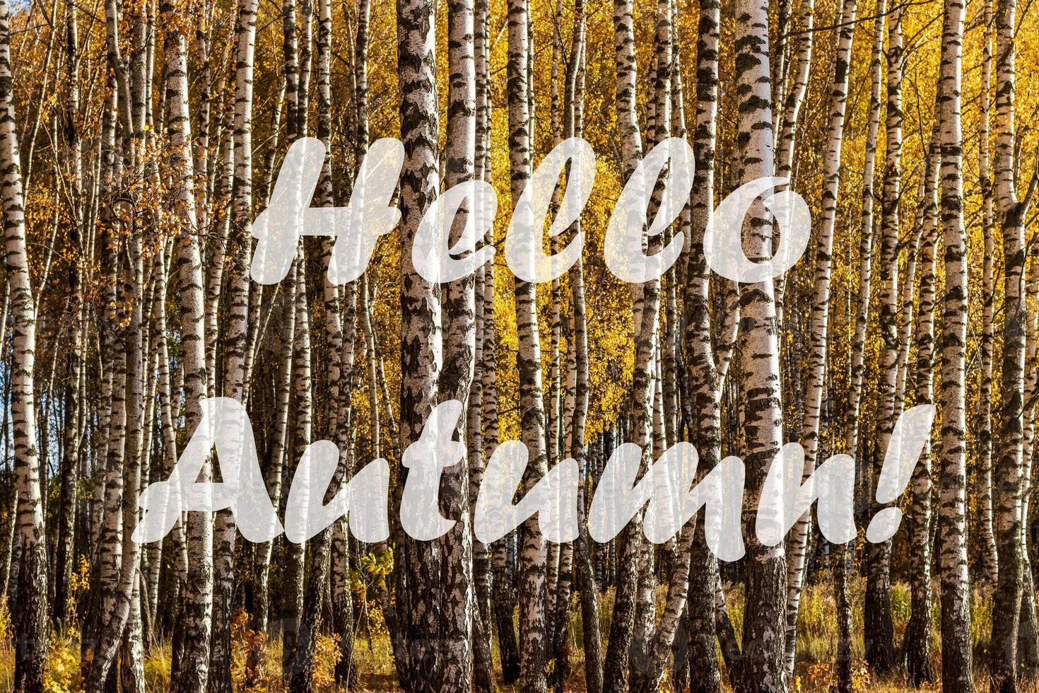 The words Hello Autumn on the background of birch forest with golden leaved. Greeting card. The concept of the beginning of autumn. photo
