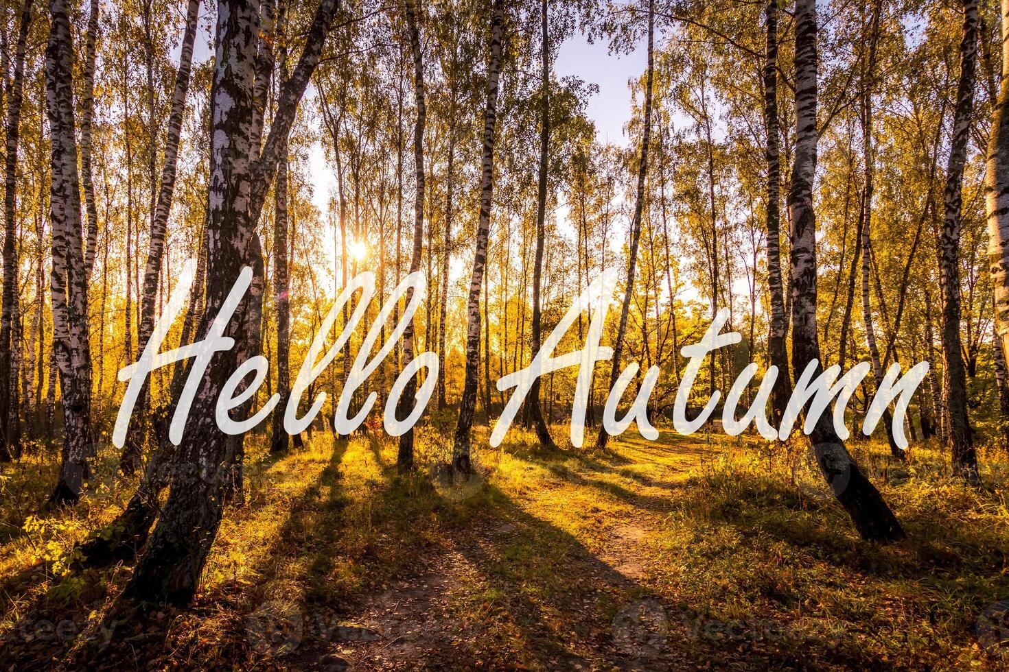 The words Hello Autumn on the background of birch forest with golden leaved. Greeting card. The concept of the beginning of autumn. photo