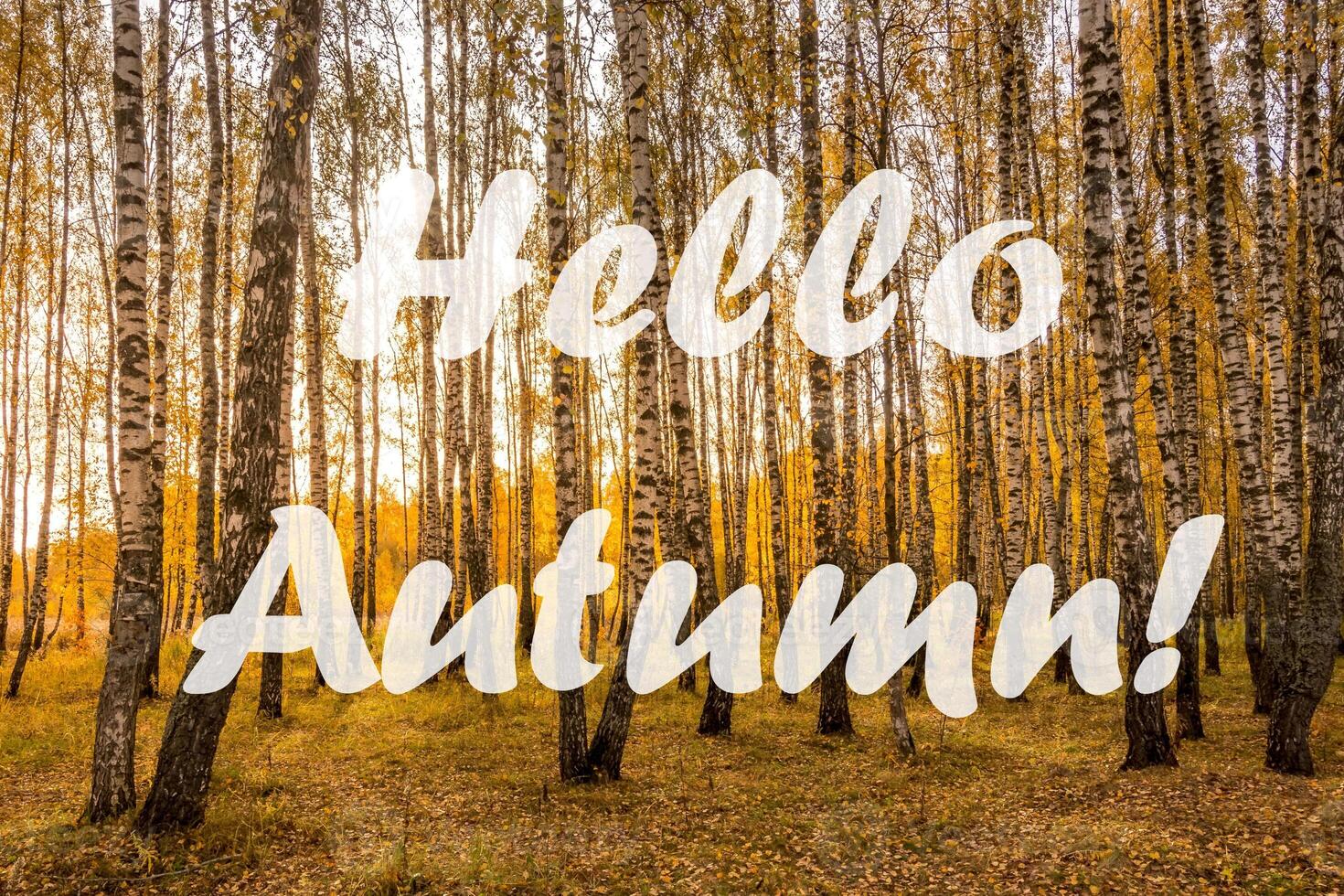 The words Hello Autumn on the background of birch forest with golden leaved. Greeting card. The concept of the beginning of autumn. photo