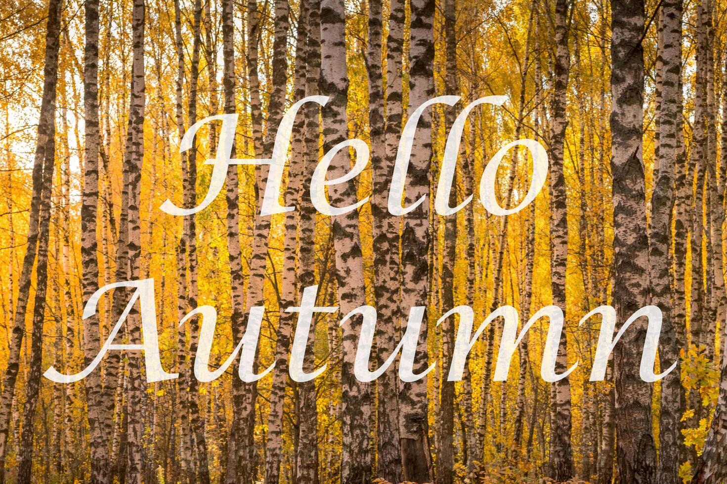 The words Hello Autumn on the background of birch forest with golden leaved. Greeting card. The concept of the beginning of autumn. photo