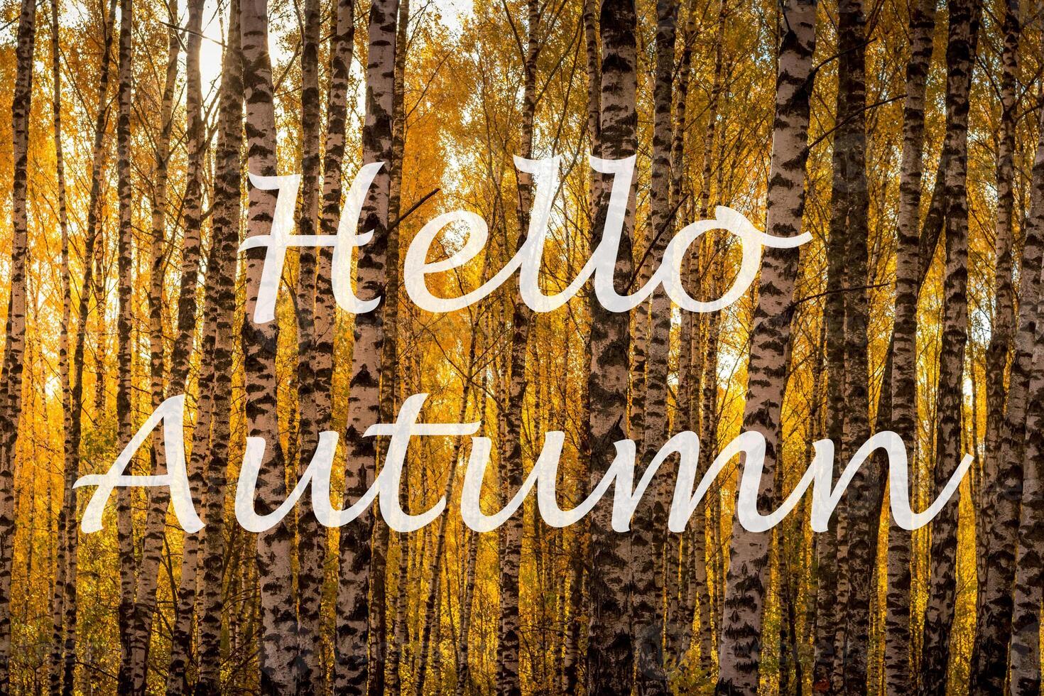 The words Hello Autumn on the background of birch forest with golden leaved. Greeting card. The concept of the beginning of autumn. photo