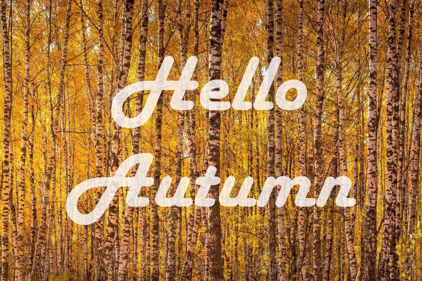 The words Hello Autumn on the background of birch forest with golden leaved. Greeting card. The concept of the beginning of autumn. photo
