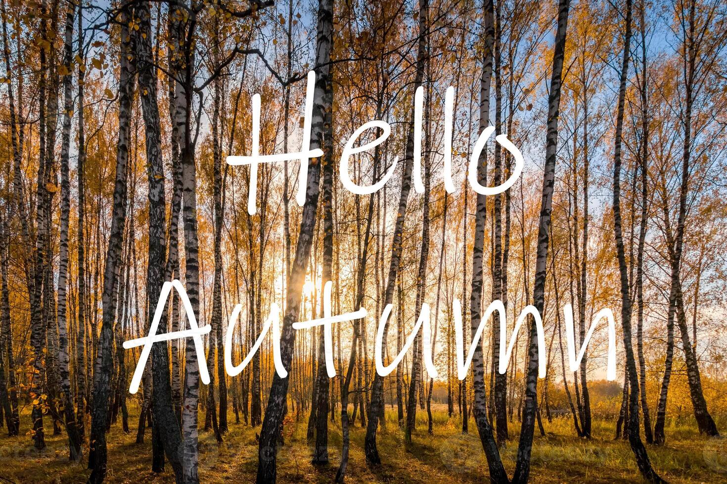 The words Hello Autumn on the background of birch forest with golden leaved. Greeting card. The concept of the beginning of autumn. photo