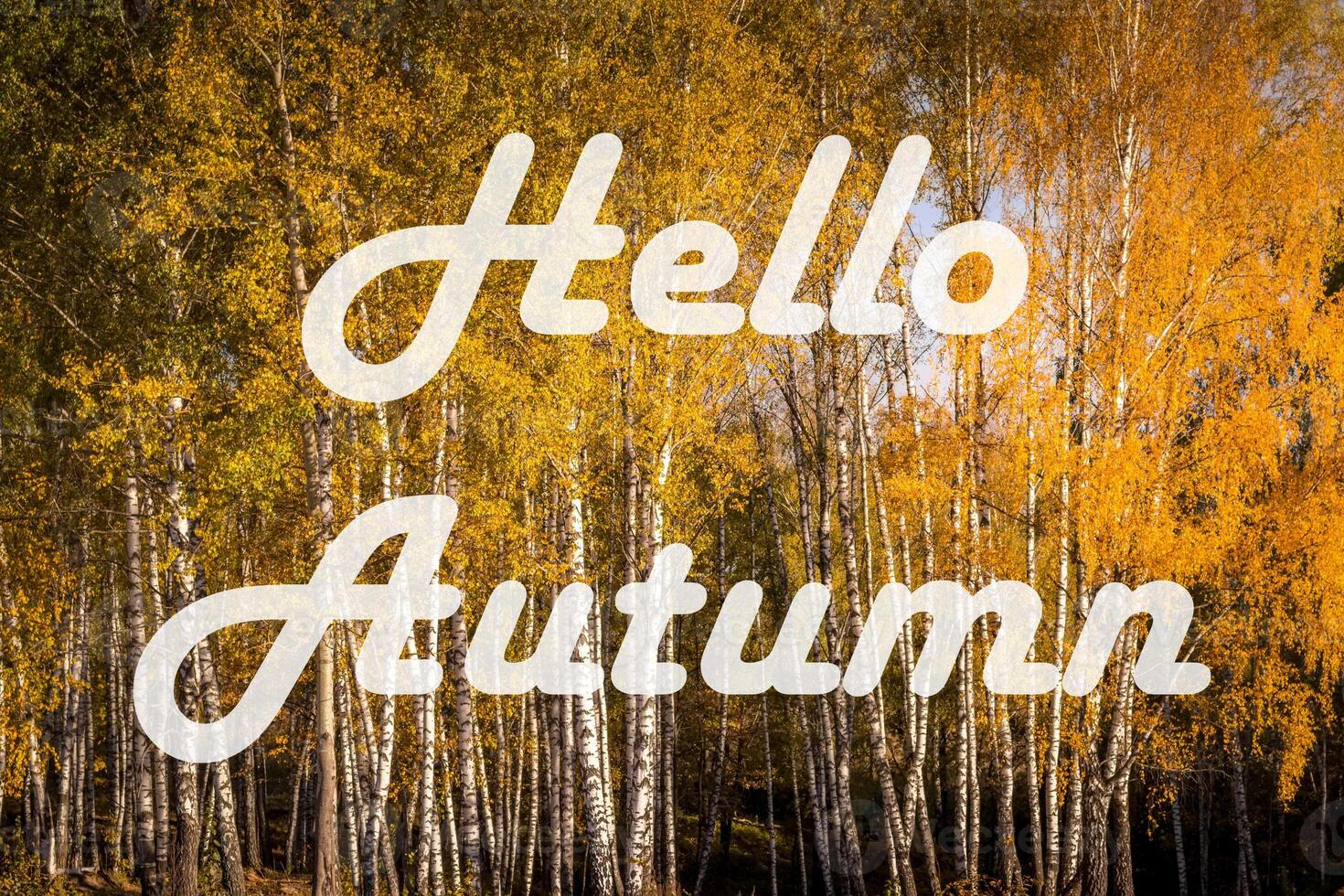 The words Hello Autumn on the background of birch forest with golden leaved. Greeting card. The concept of the beginning of autumn. photo