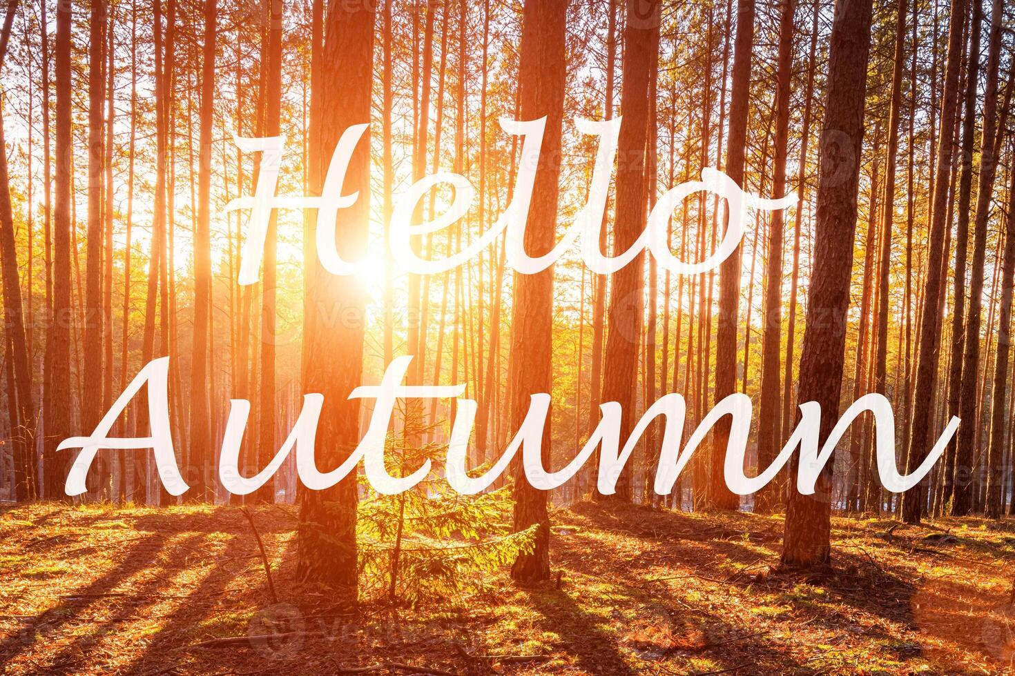 The words Hello Autumn on the background of sunrise in a pine forest. Greeting card. The concept of the beginning of autumn. photo