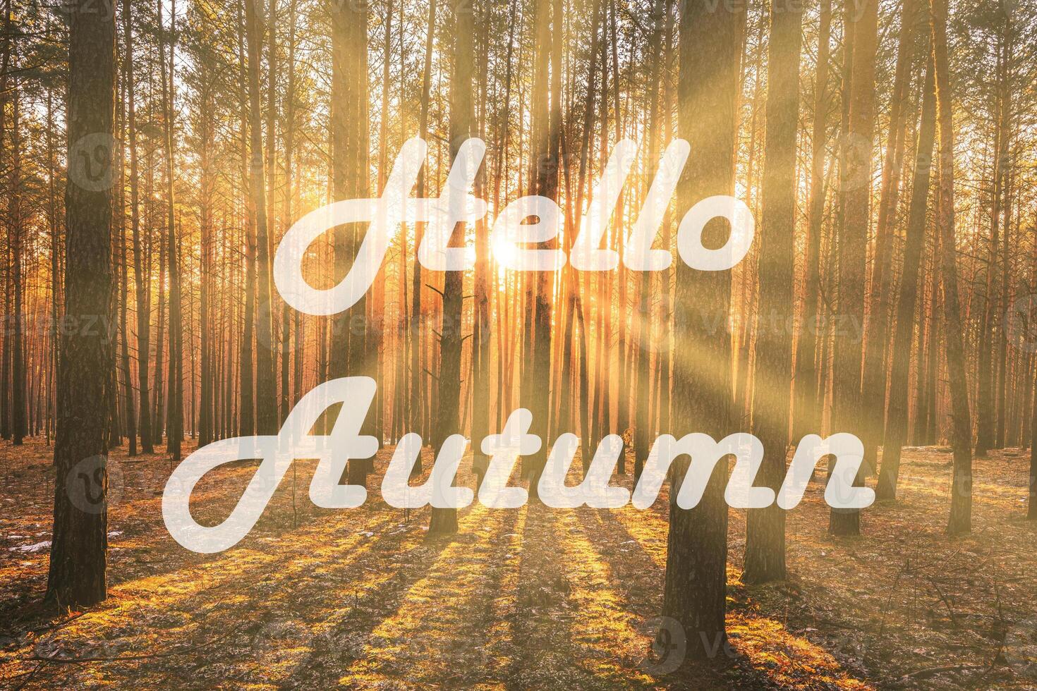 The words Hello Autumn on the background of sunrise in a pine forest. Greeting card. The concept of the beginning of autumn. photo