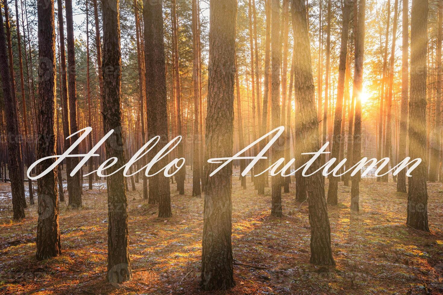 The words Hello Autumn on the background of sunrise in a pine forest. Greeting card. The concept of the beginning of autumn. photo