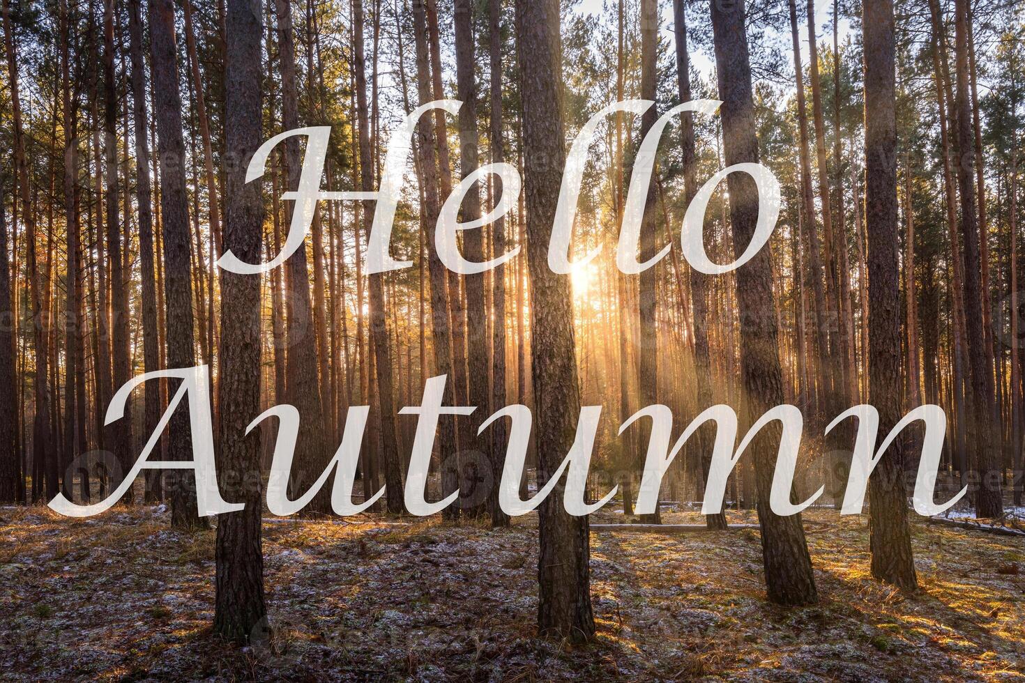 The words Hello Autumn on the background of sunrise in a pine forest. Greeting card. The concept of the beginning of autumn. photo