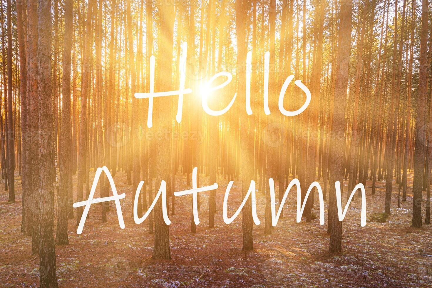 The words Hello Autumn on the background of sunrise in a pine forest. Greeting card. The concept of the beginning of autumn. photo