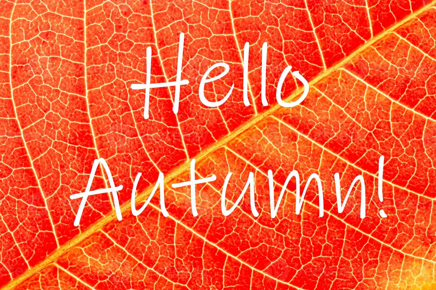 The words Hello Autumn on the background of red autumn leaf with veins. Greeting card. The concept of the beginning of autumn. photo