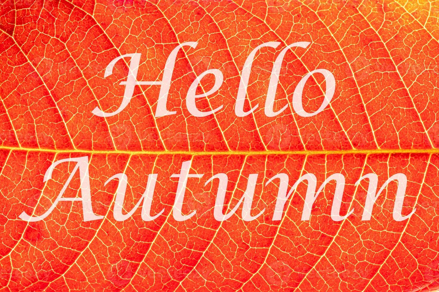 The words Hello Autumn on the background of red autumn leaf with veins. Greeting card. The concept of the beginning of autumn. photo