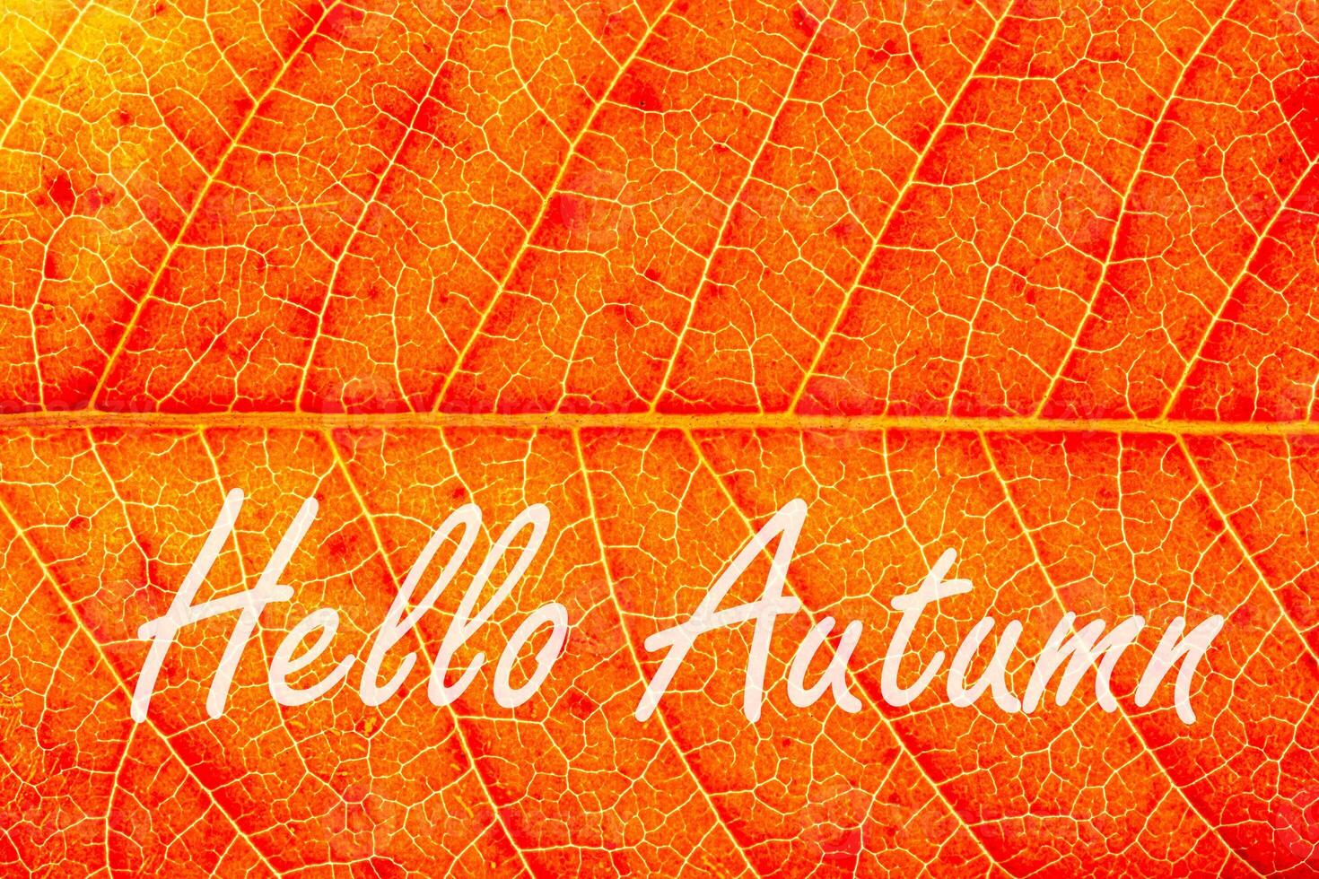The words Hello Autumn on the background of red autumn leaf with veins. Greeting card. The concept of the beginning of autumn. photo