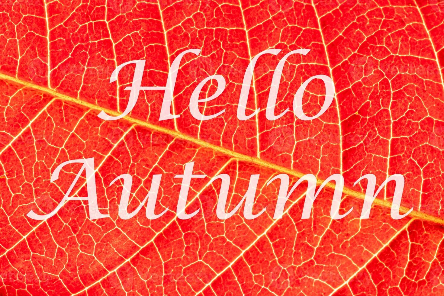 The words Hello Autumn on the background of red autumn leaf with veins. Greeting card. The concept of the beginning of autumn. photo