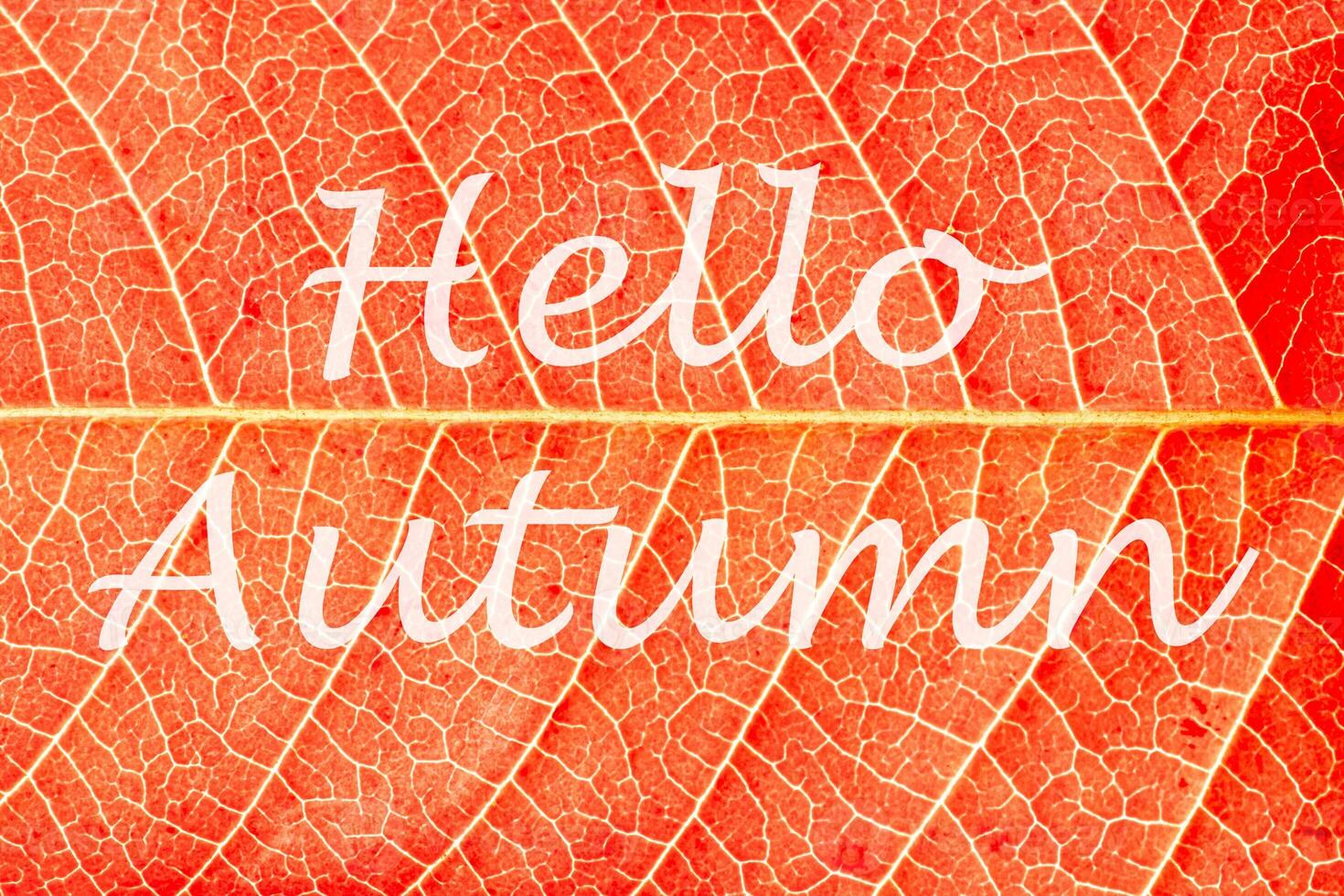 The words Hello Autumn on the background of red autumn leaf with veins. Greeting card. The concept of the beginning of autumn. photo