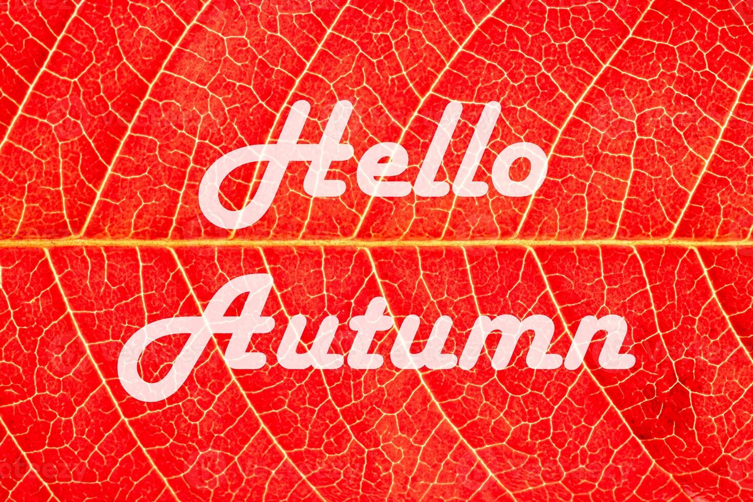 The words Hello Autumn on the background of red autumn leaf with veins. Greeting card. The concept of the beginning of autumn. photo