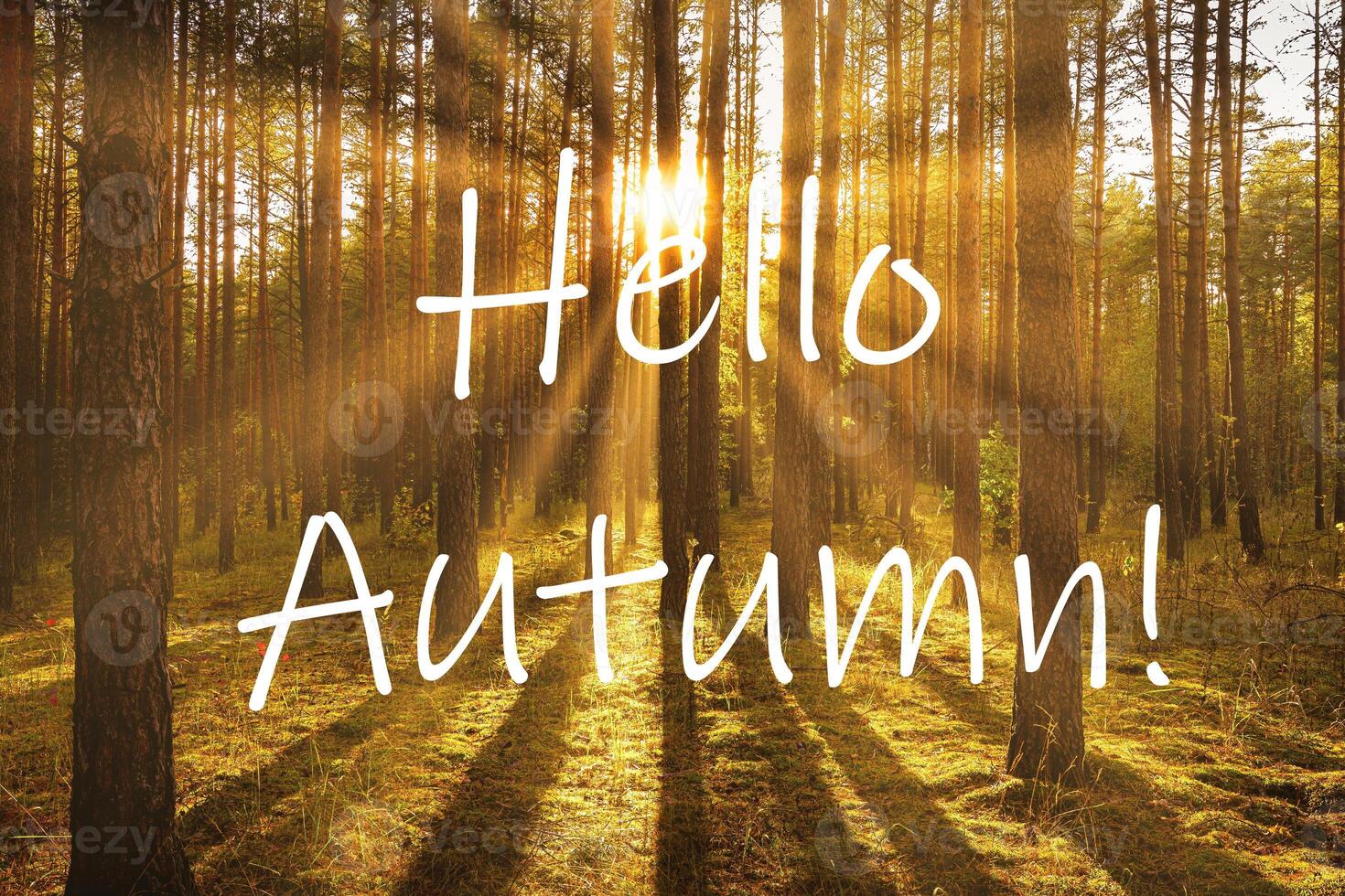 The words Hello Autumn on the background of sunrise in a pine forest. Greeting card. The concept of the beginning of autumn. photo