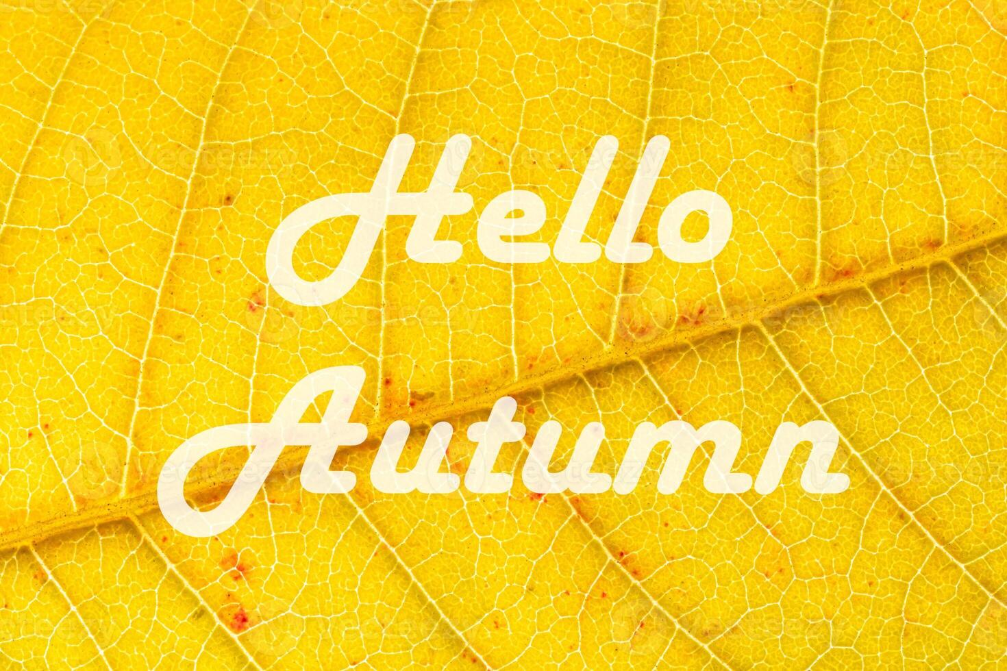 The words Hello Autumn on the background of yellow autumn leaf with veins. Greeting card. The concept of the beginning of autumn. photo