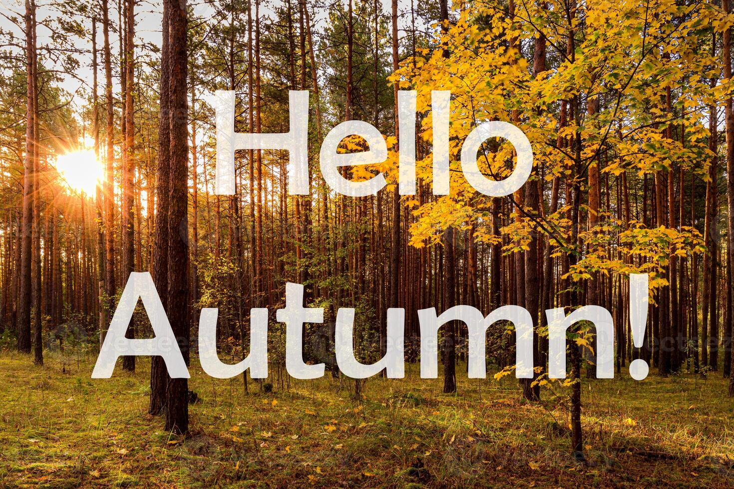 The words Hello Autumn on the background of sunrise in a pine forest. Greeting card. The concept of the beginning of autumn. photo