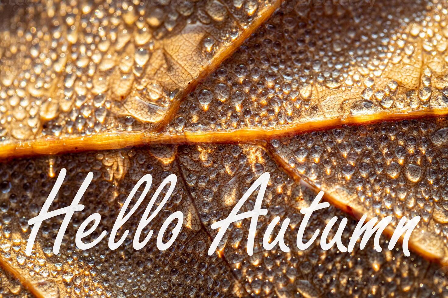 The words Hello Autumn on the background of autumn fallen leaf with dew drops. Greeting card. The concept of the beginning of autumn. photo