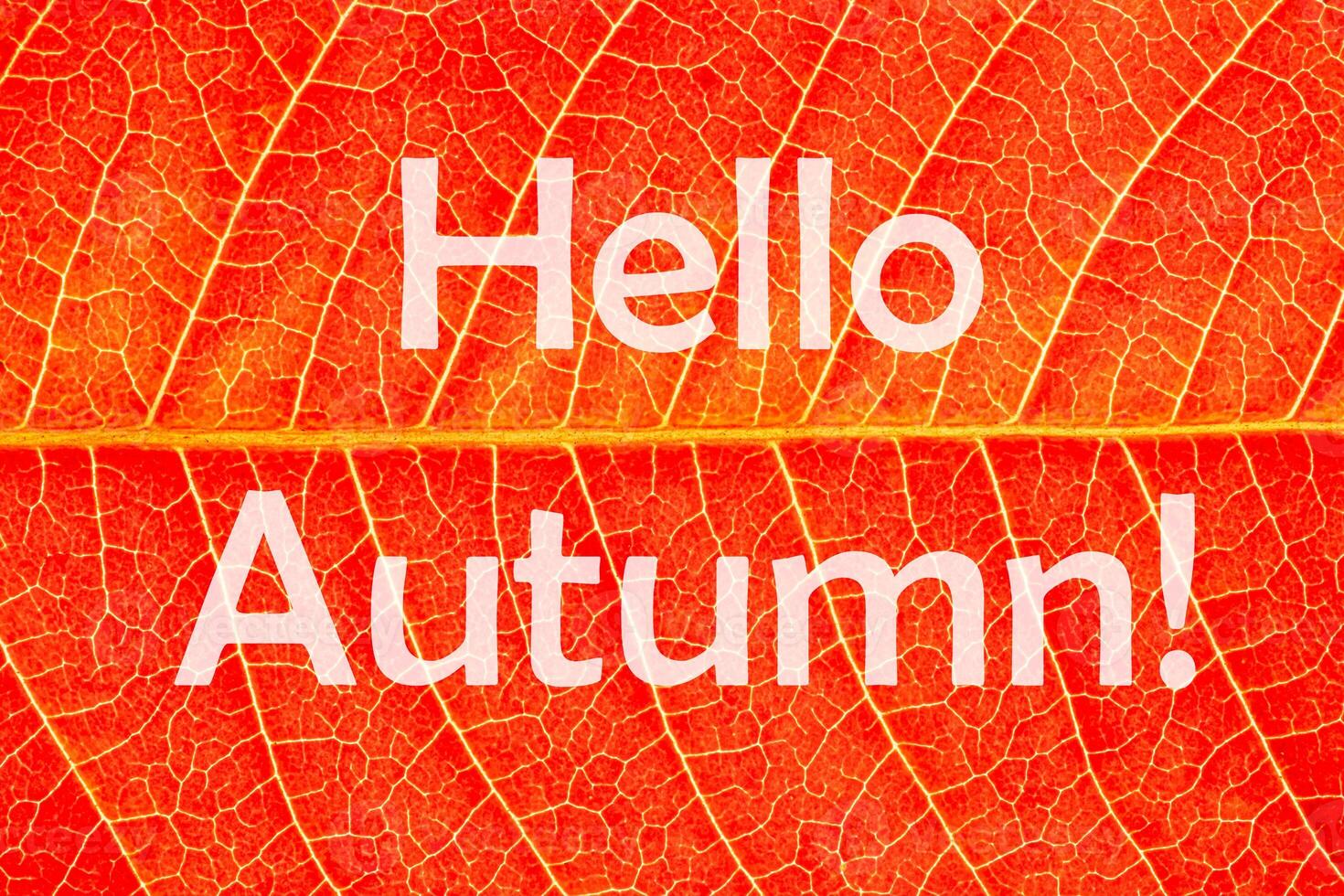 The words Hello Autumn on the background of red autumn leaf with veins. Greeting card. The concept of the beginning of autumn. photo