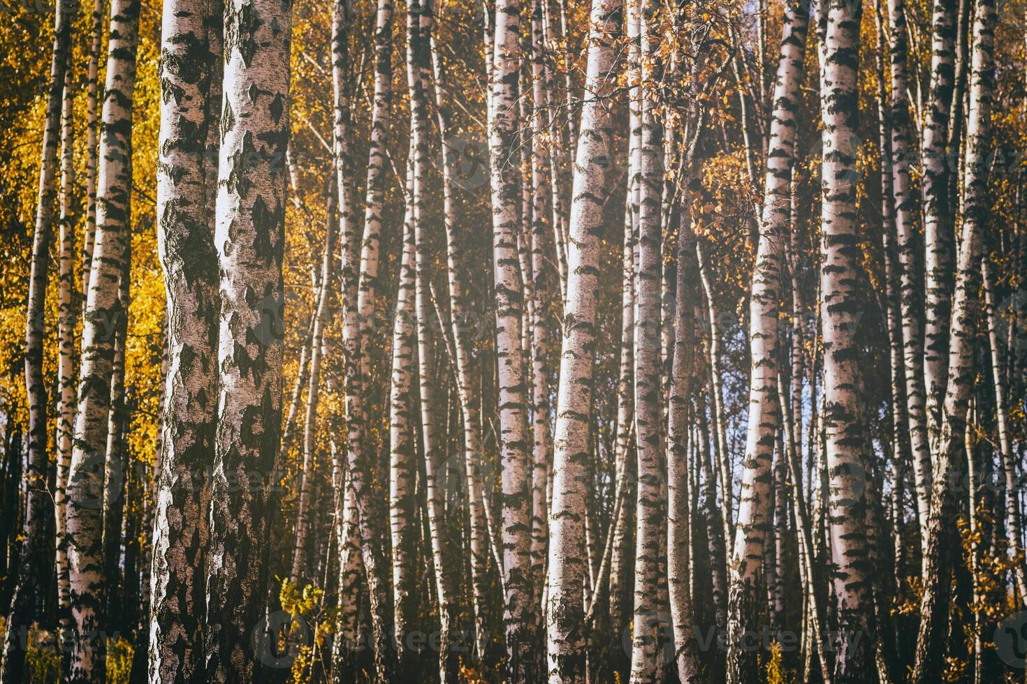 Rows of birch trees with golden leaves in golden autumn, illuminated by daylight. Aesthetics of vintage film. photo