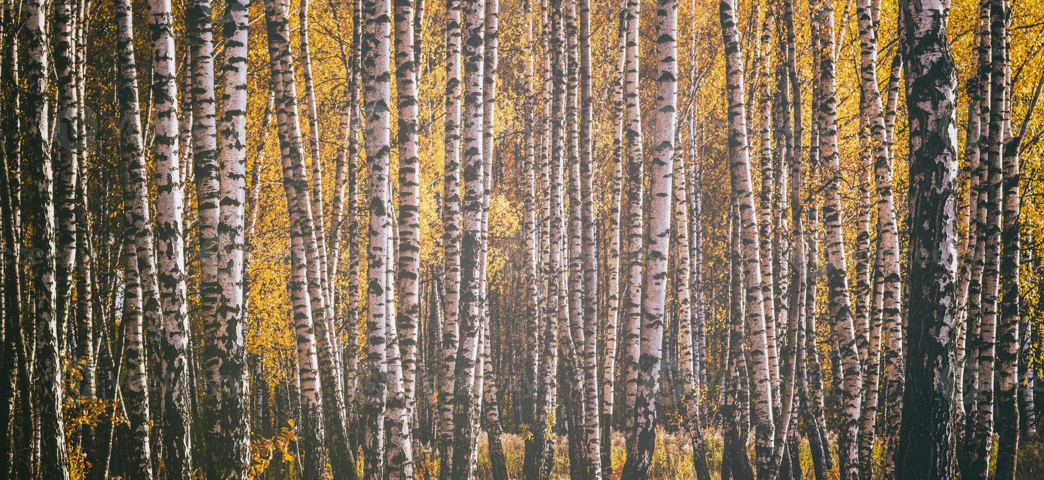 Rows of birch trees with golden leaves in golden autumn, illuminated by daylight. Aesthetics of vintage film. photo