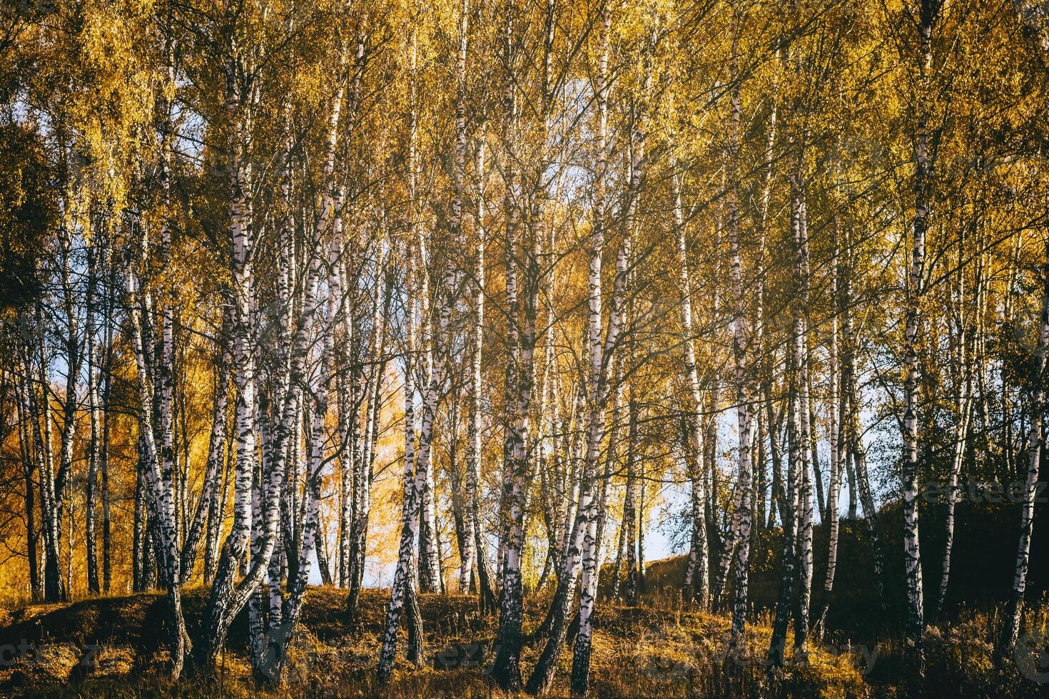 Rows of birch trees with golden leaves in golden autumn, illuminated by daylight. Aesthetics of vintage film. photo