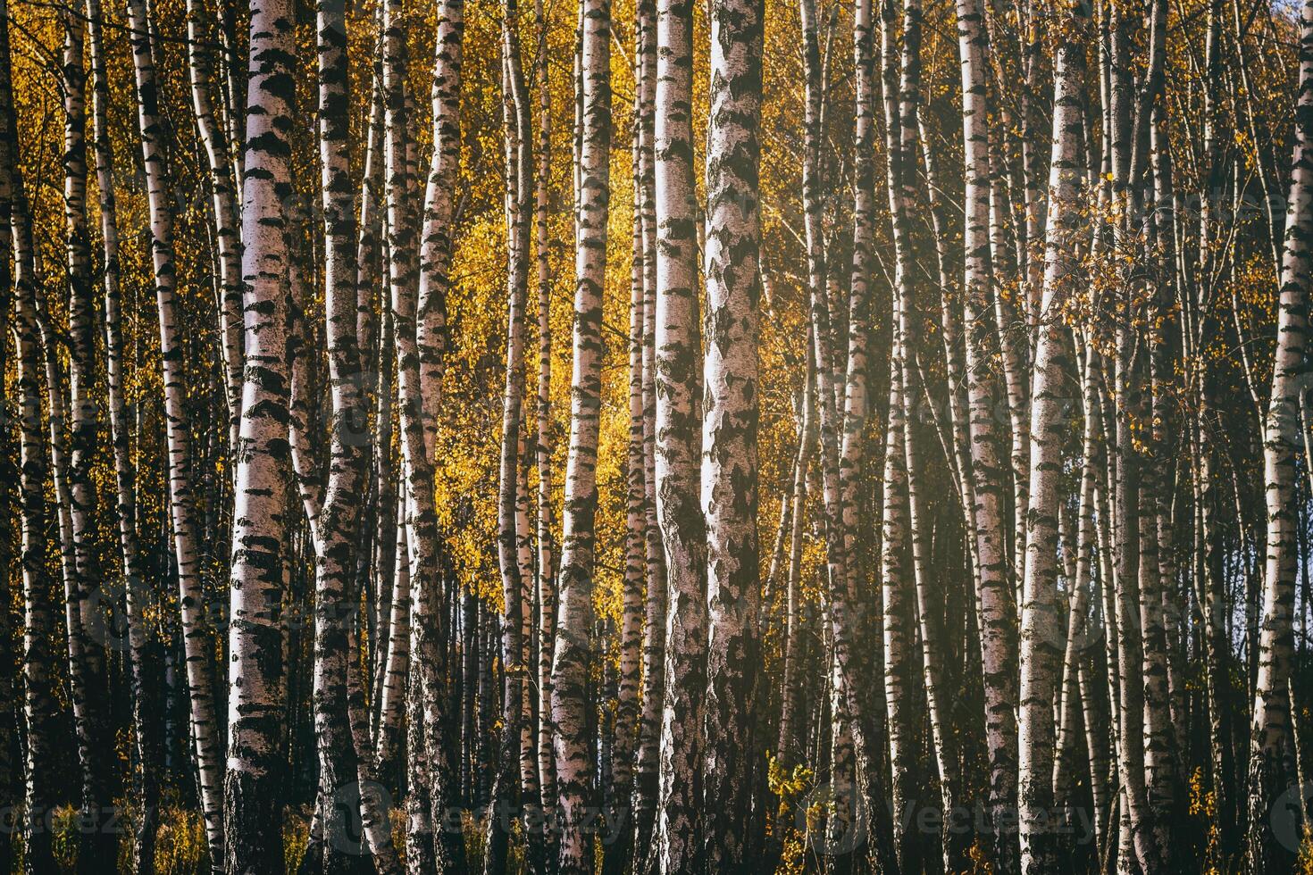 Rows of birch trees with golden leaves in golden autumn, illuminated by daylight. Aesthetics of vintage film. photo