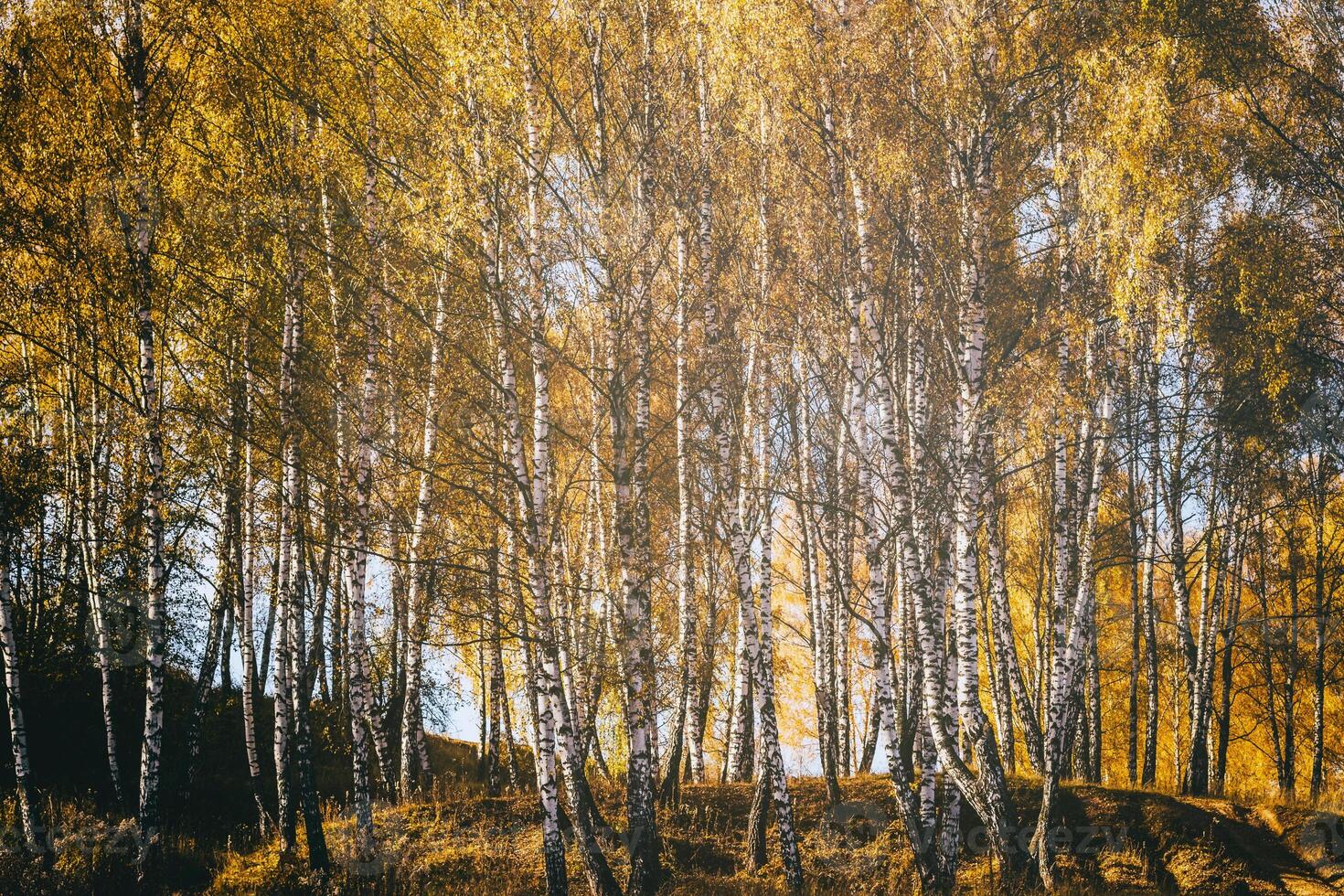 Rows of birch trees with golden leaves in golden autumn, illuminated by daylight. Aesthetics of vintage film. photo