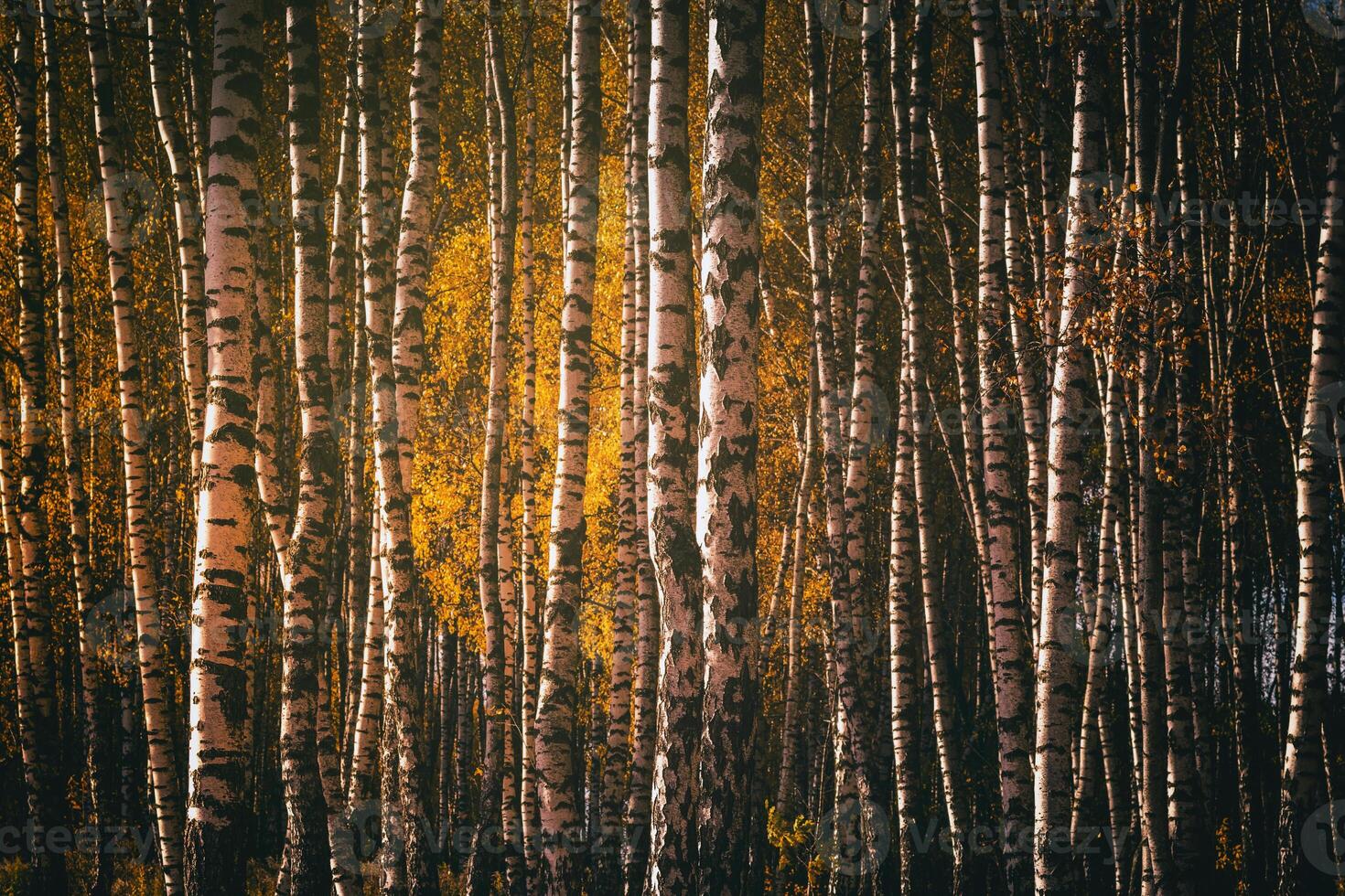 Rows of birch trees with golden leaves in golden autumn, illuminated by daylight. Aesthetics of vintage film. photo