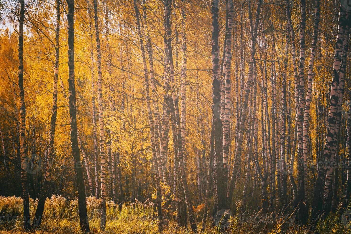 Rows of birch trees with golden leaves in golden autumn, illuminated by daylight. Aesthetics of vintage film. photo