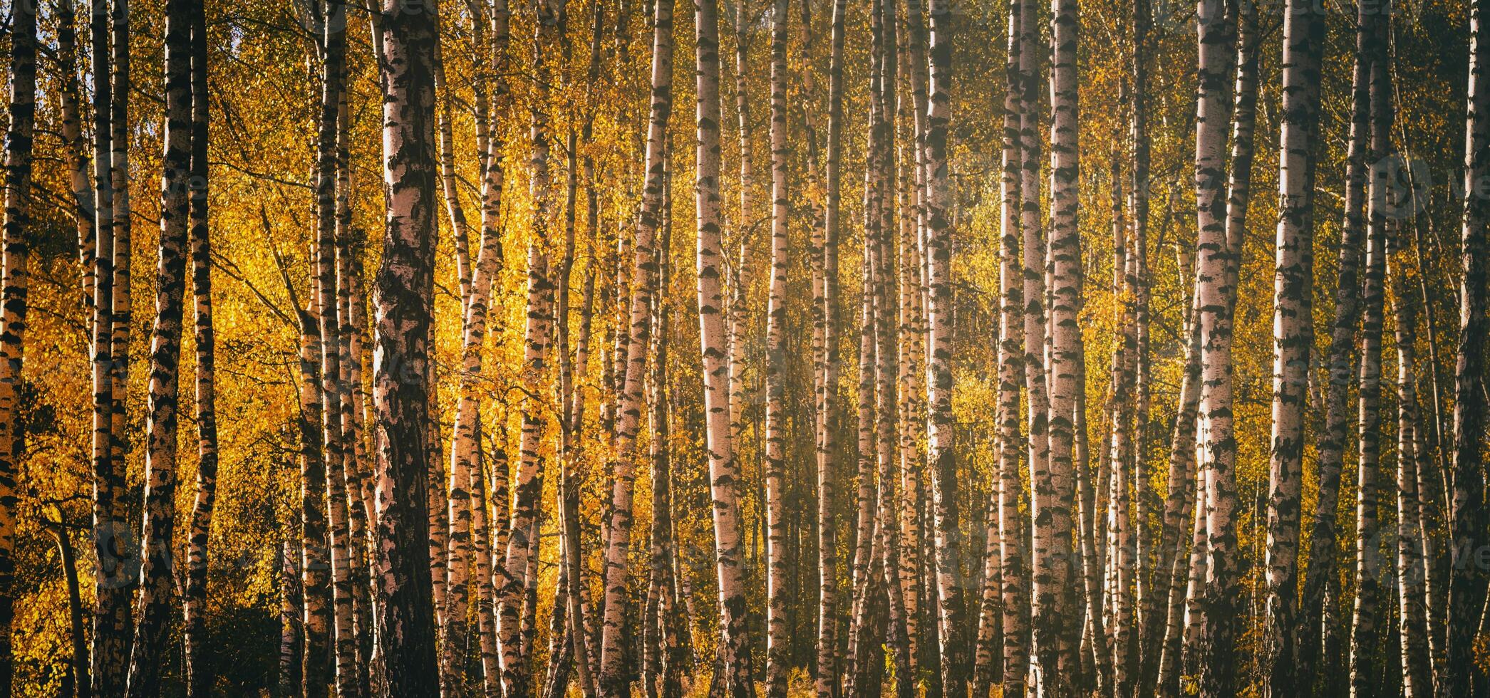 Rows of birch trees with golden leaves in golden autumn, illuminated by daylight. Aesthetics of vintage film. photo