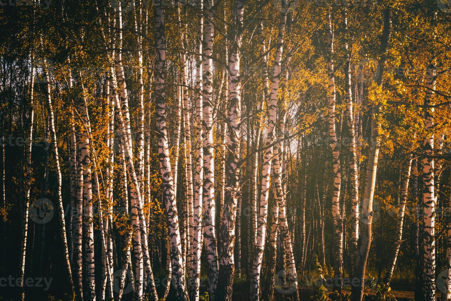 Rows of birch trees with golden leaves in golden autumn, illuminated by daylight. Aesthetics of vintage film. photo