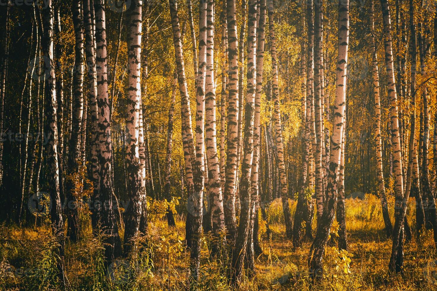 Rows of birch trees with golden leaves in golden autumn, illuminated by daylight. Aesthetics of vintage film. photo