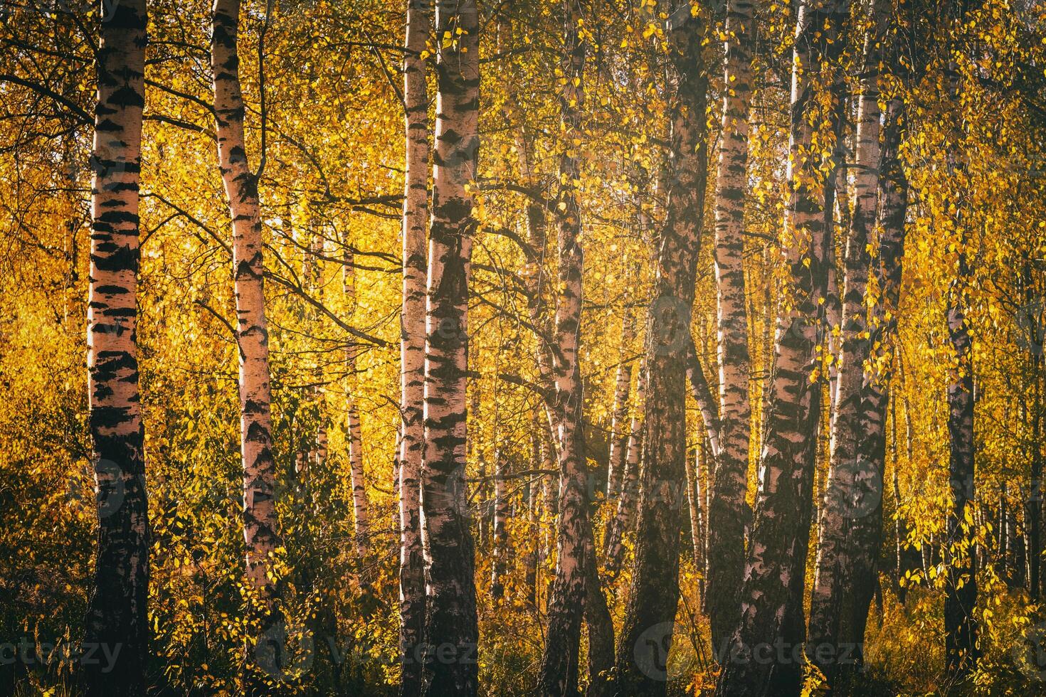 Rows of birch trees with golden leaves in golden autumn, illuminated by daylight. Aesthetics of vintage film. photo