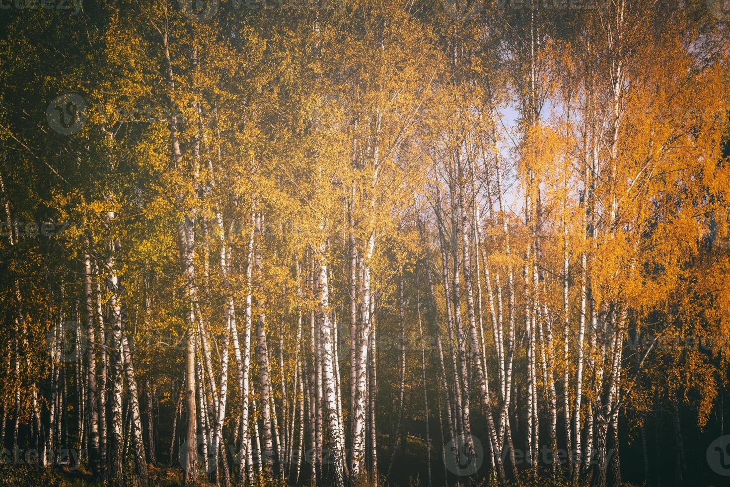 Rows of birch trees with golden leaves in golden autumn, illuminated by daylight. Aesthetics of vintage film. photo