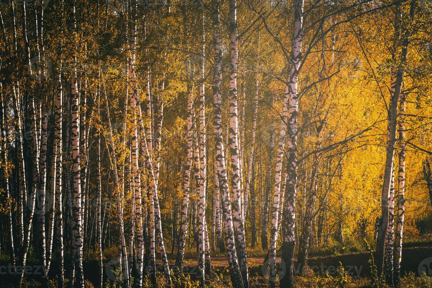 Rows of birch trees with golden leaves in golden autumn, illuminated by daylight. Aesthetics of vintage film. photo