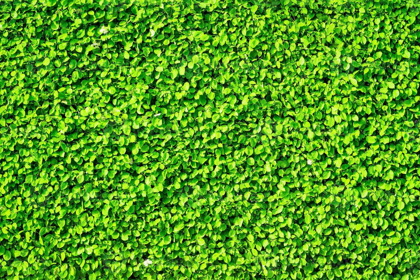 Decorative wall from a plant with green leaves. Natural pattern. Abstract background. Landscaping. photo