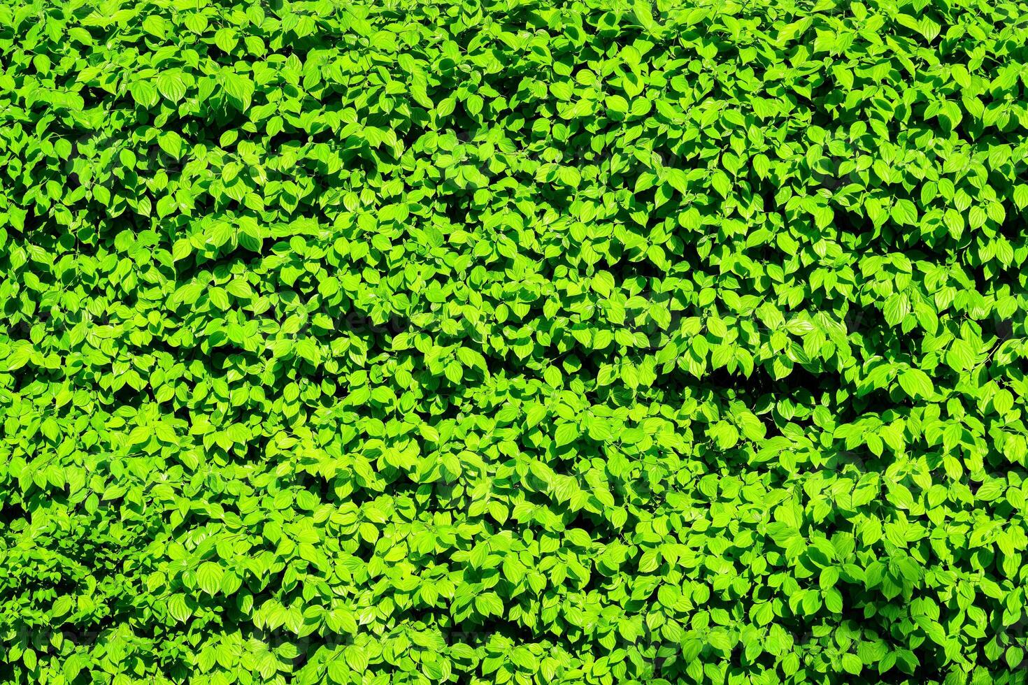 Decorative wall from a plant with green leaves. Natural pattern. Abstract background. Landscaping. photo
