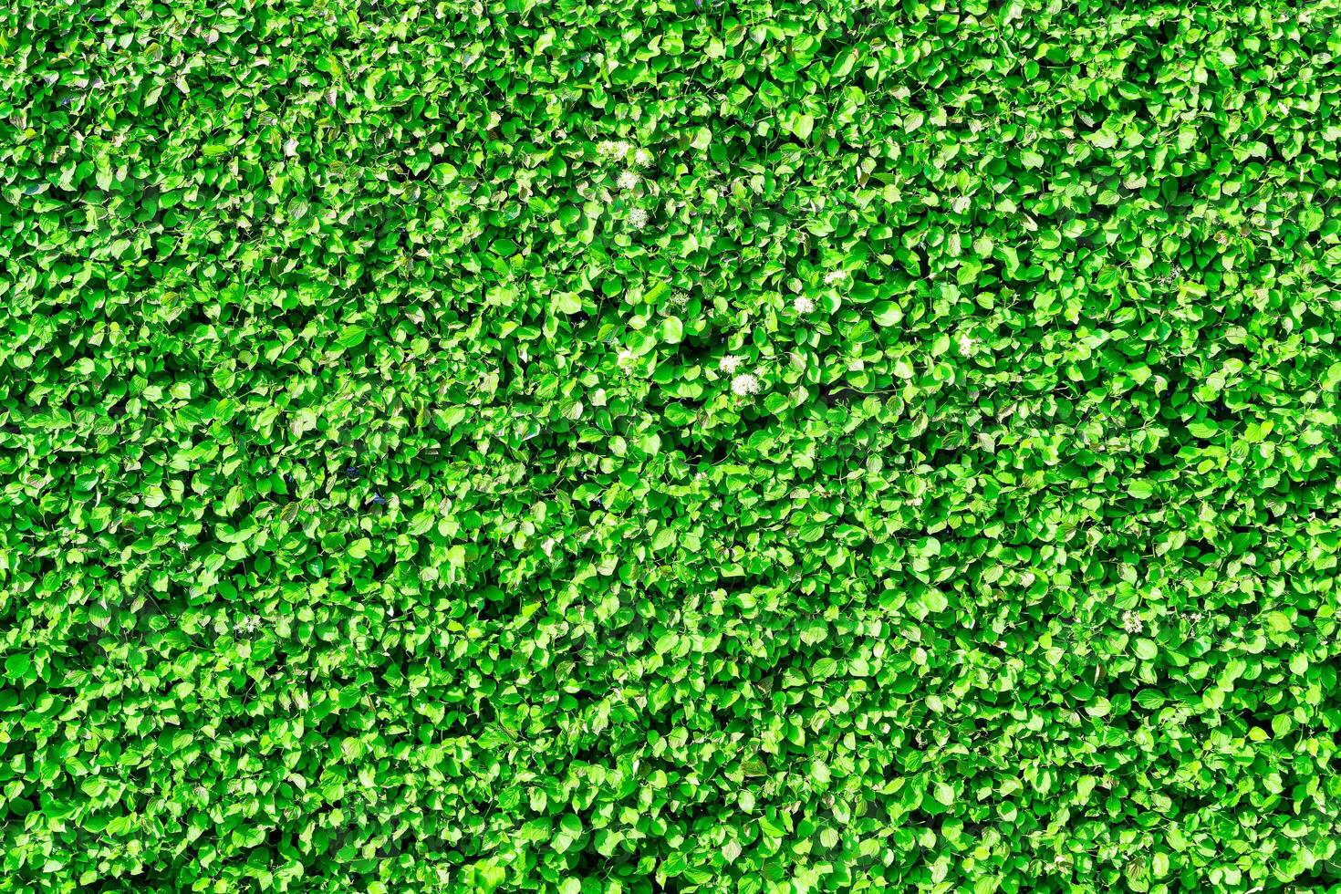 Decorative wall from a plant with green leaves. Natural pattern. Abstract background. Landscaping. photo
