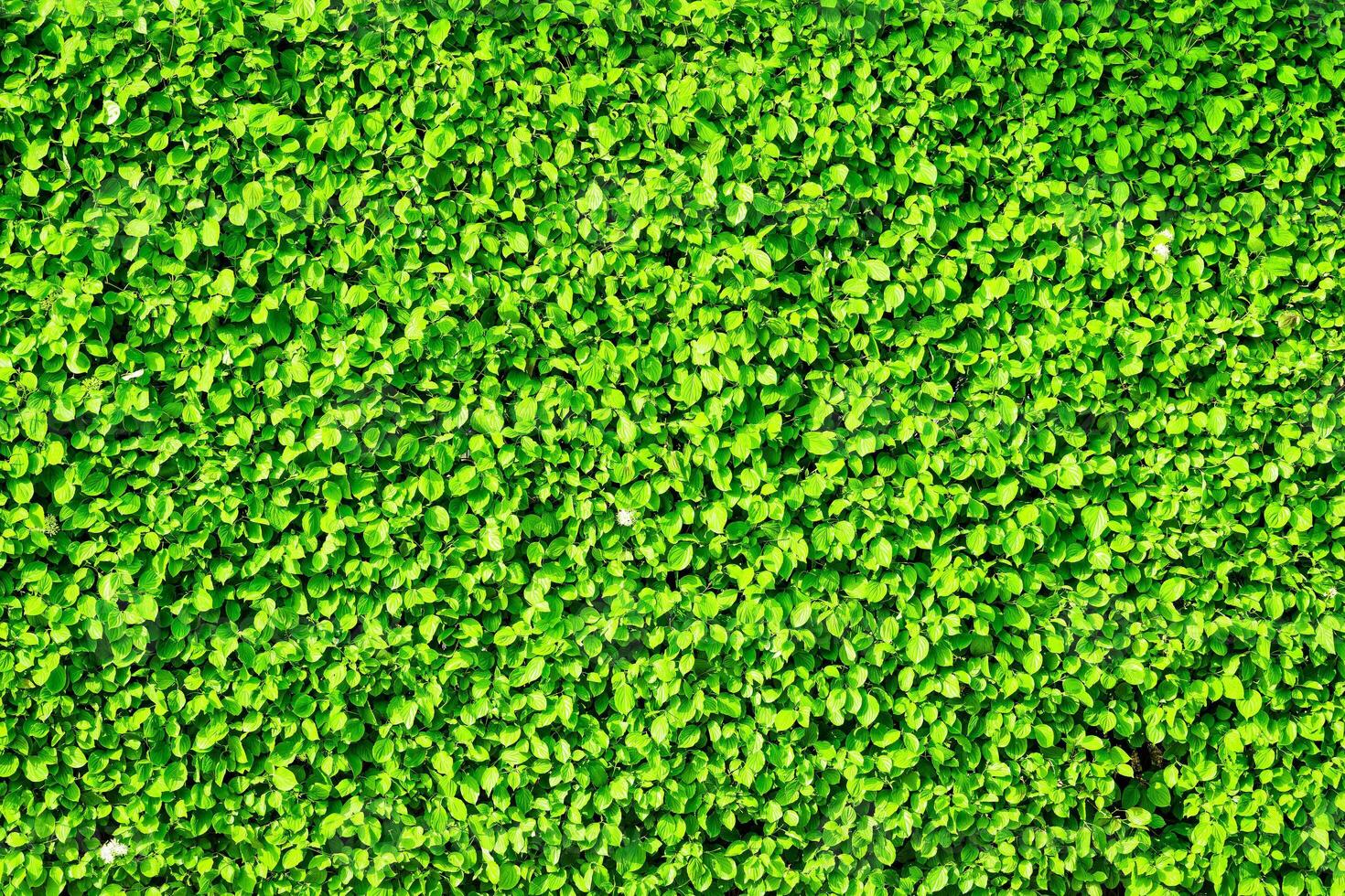 Decorative wall from a plant with green leaves. Natural pattern. Abstract background. Landscaping. photo