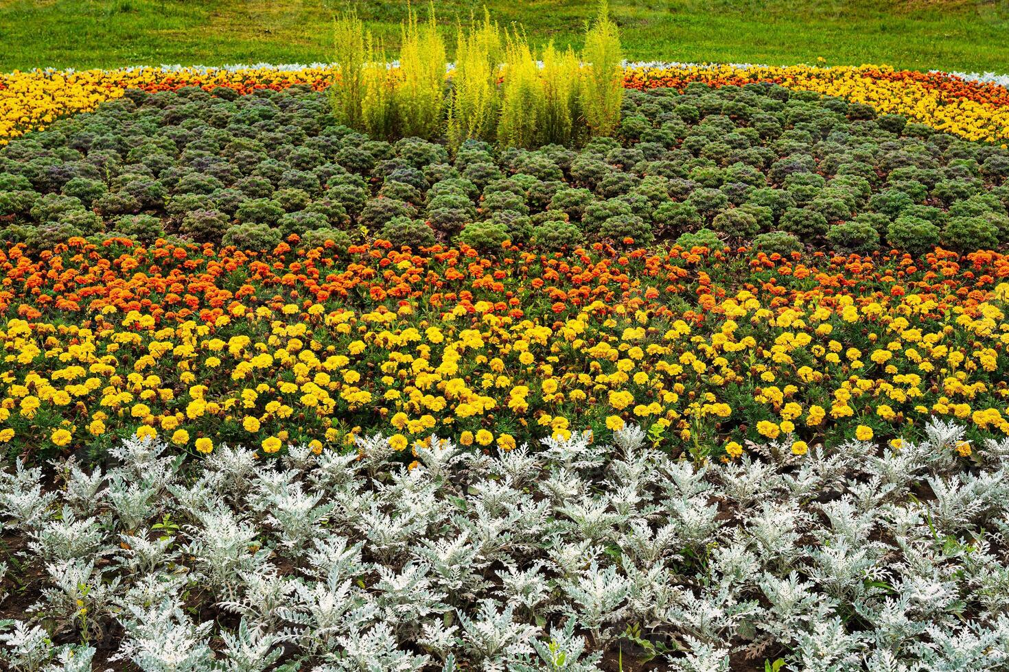 Colorful flower bed with blooming flowers. photo