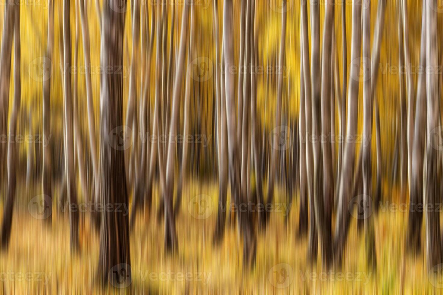 Autumn birch forest vertical motion blurr background. Fall season abstract. photo