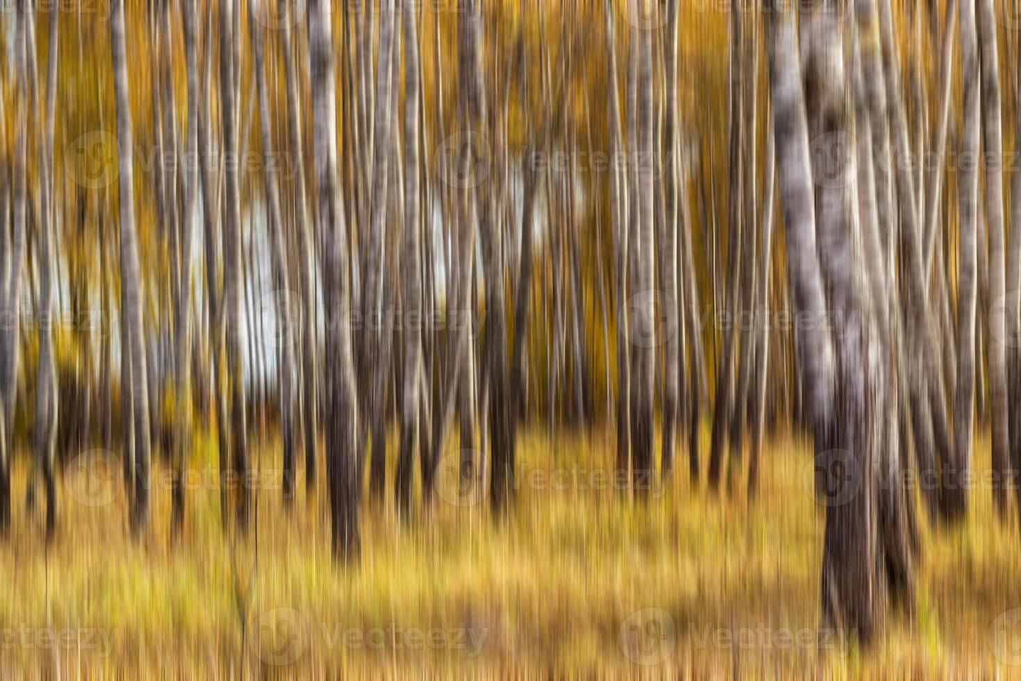 Autumn birch forest vertical motion blurr background. Fall season abstract. photo