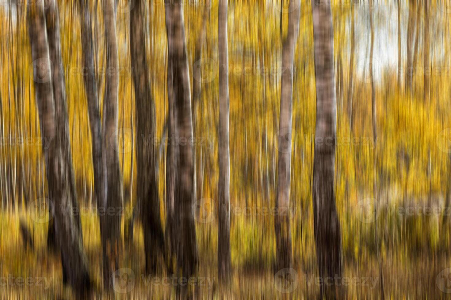 Autumn birch forest vertical motion blurr background. Fall season abstract. photo