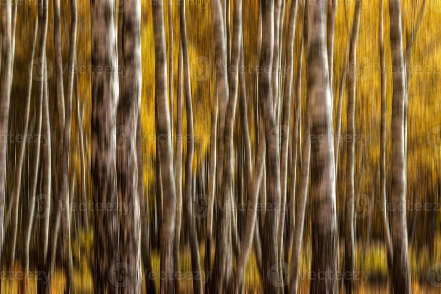 Autumn birch forest vertical motion blurr background. Fall season abstract. photo